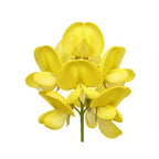 Sweet Acacia