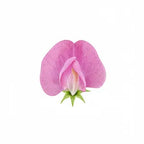 Sweet Pea