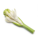 زهرة الأنبوبة