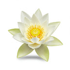 White lotus